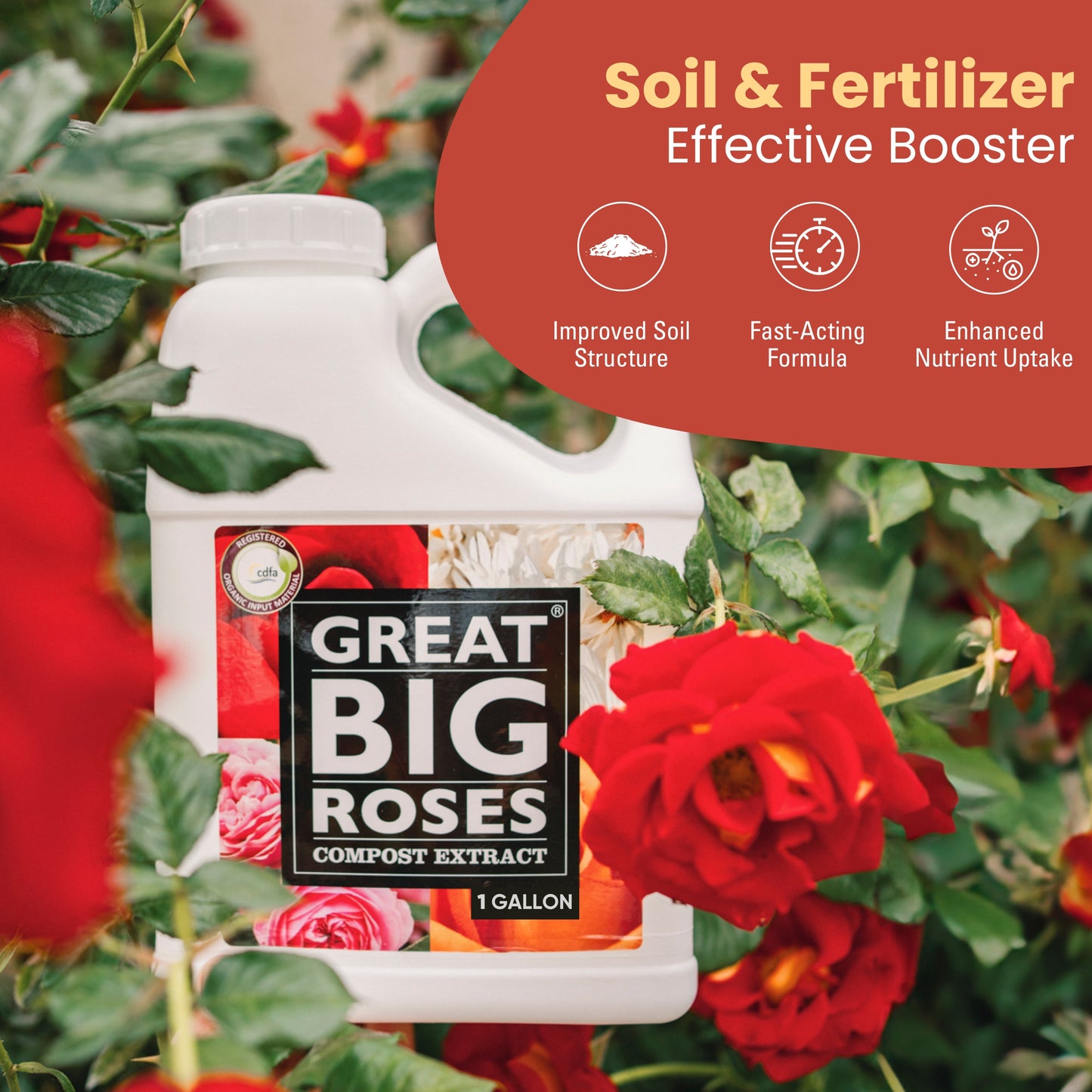 Great Big Roses