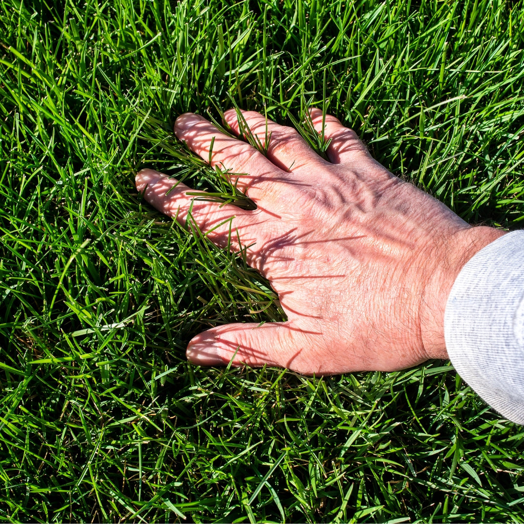 Why Humic Acid Matters — and What It Means for Your Lawn