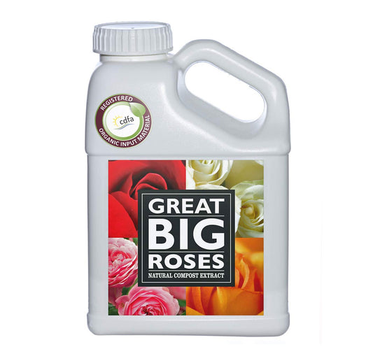 Great Big Roses