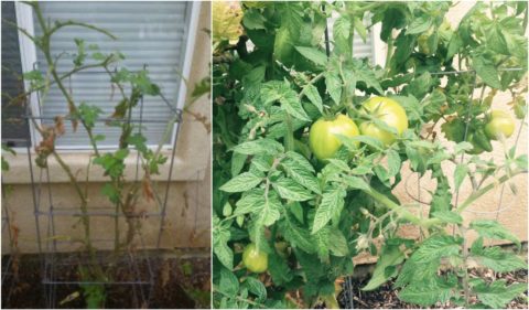 Great Big Tomatoes - The Secret To Growing More