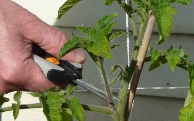 Pruning Tomatoes